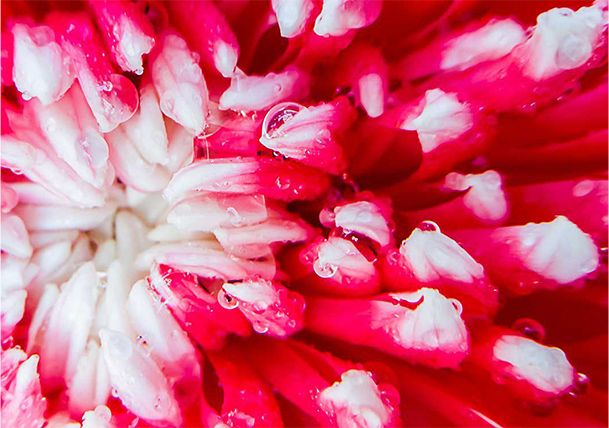 brillion-tnail-flower