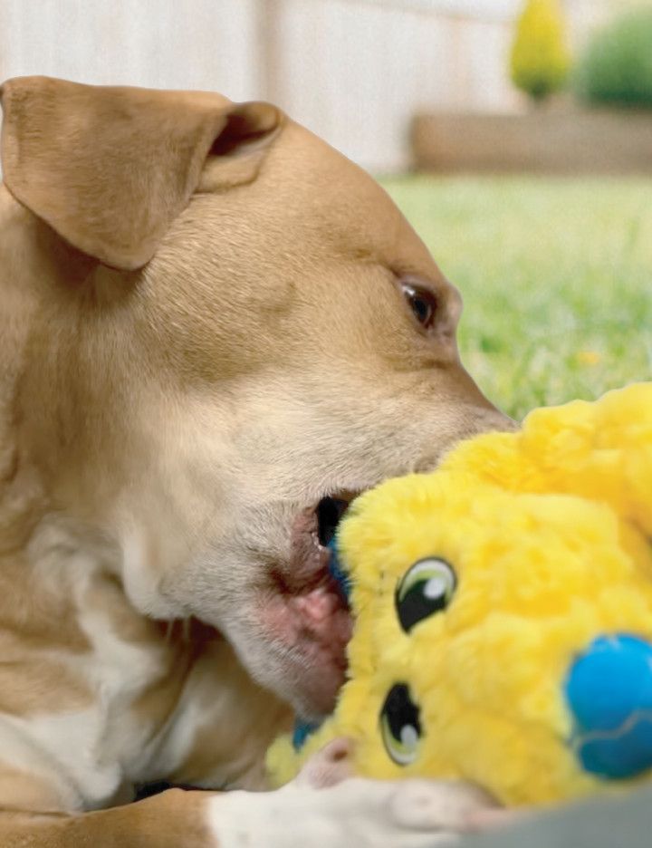 Golden retriever playing with plush chew toy made with Kevlar® from BiteForce