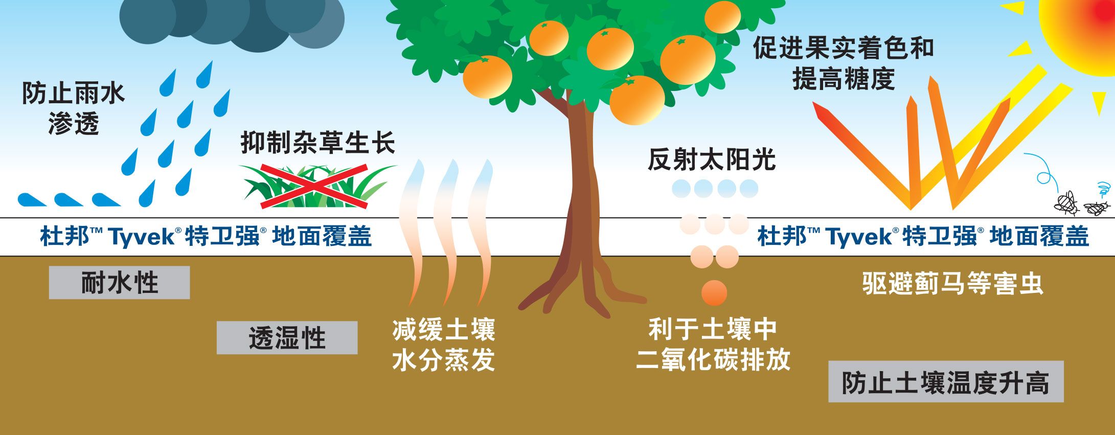 citrus leaflet-Low res