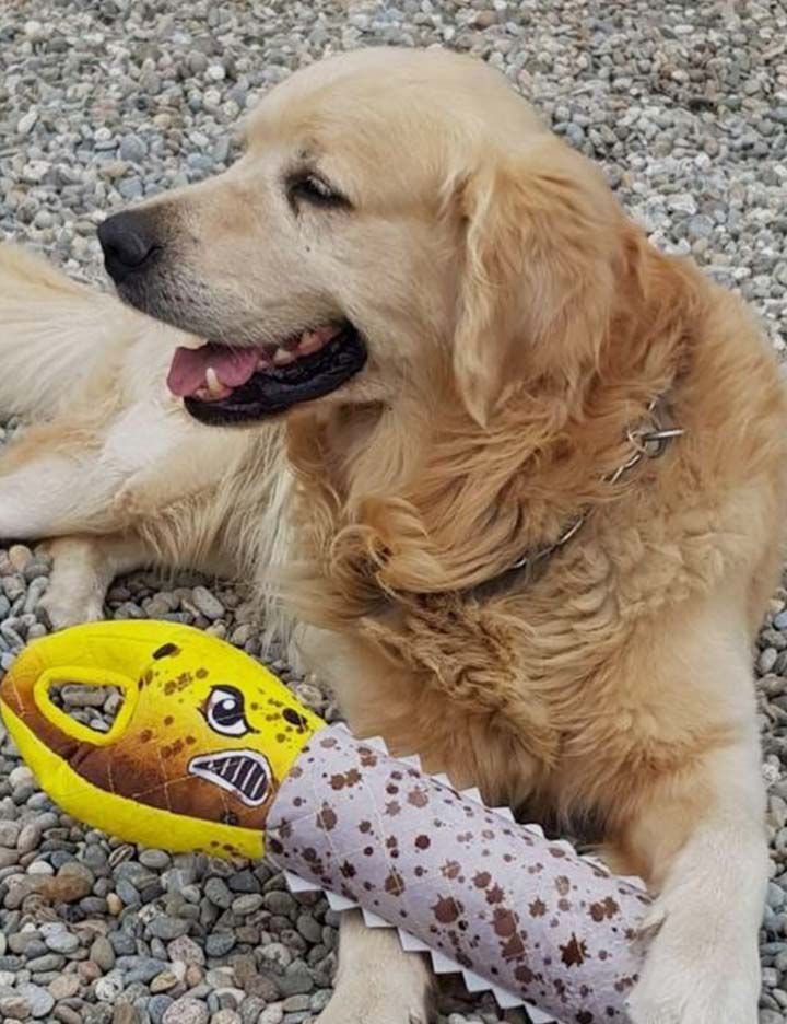Golden retriever playing with plush chew toy made with Kevlar® from Petco®