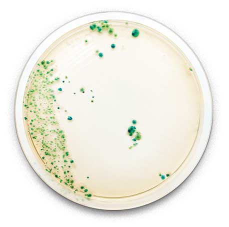 Tedlar® film does not support or provide nutrients to assist in mold and bacteria growth